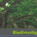 Biodiversity Offsets Blog Logo_hellgruen_Bäume