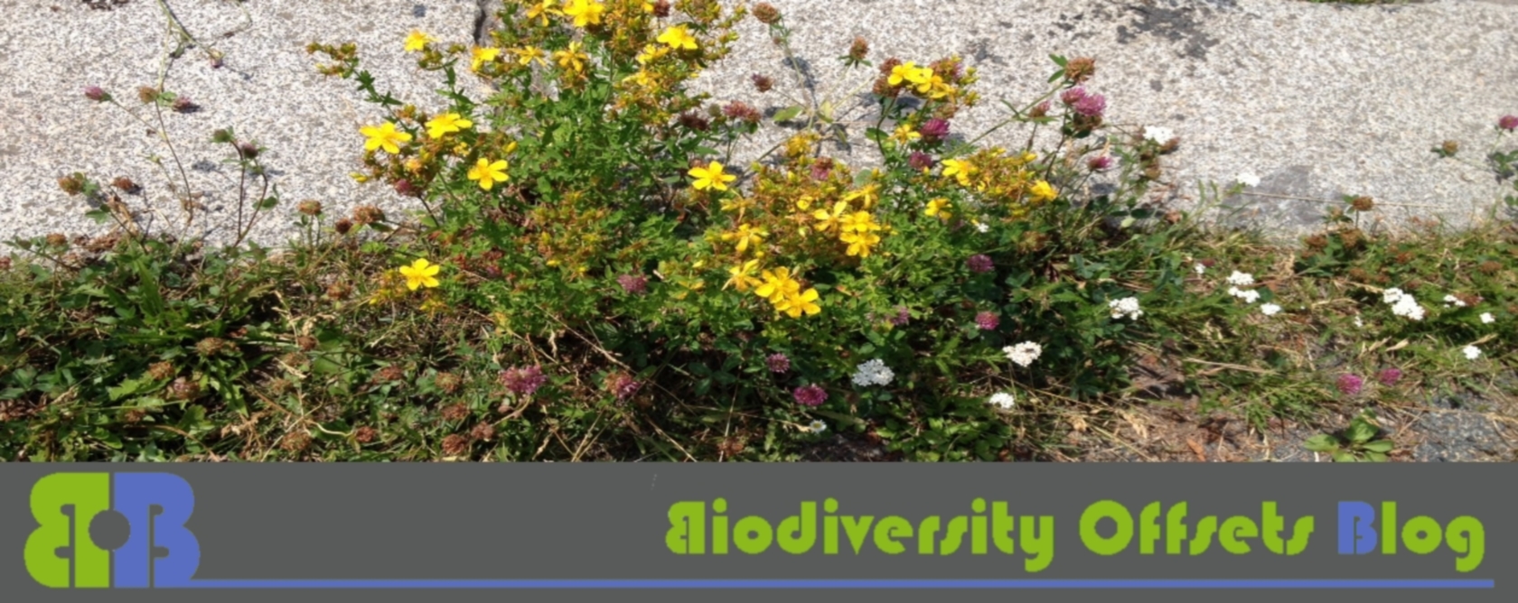 Biodiversity Offsets Blog Logo_hellgruen_blühstreifen_1680