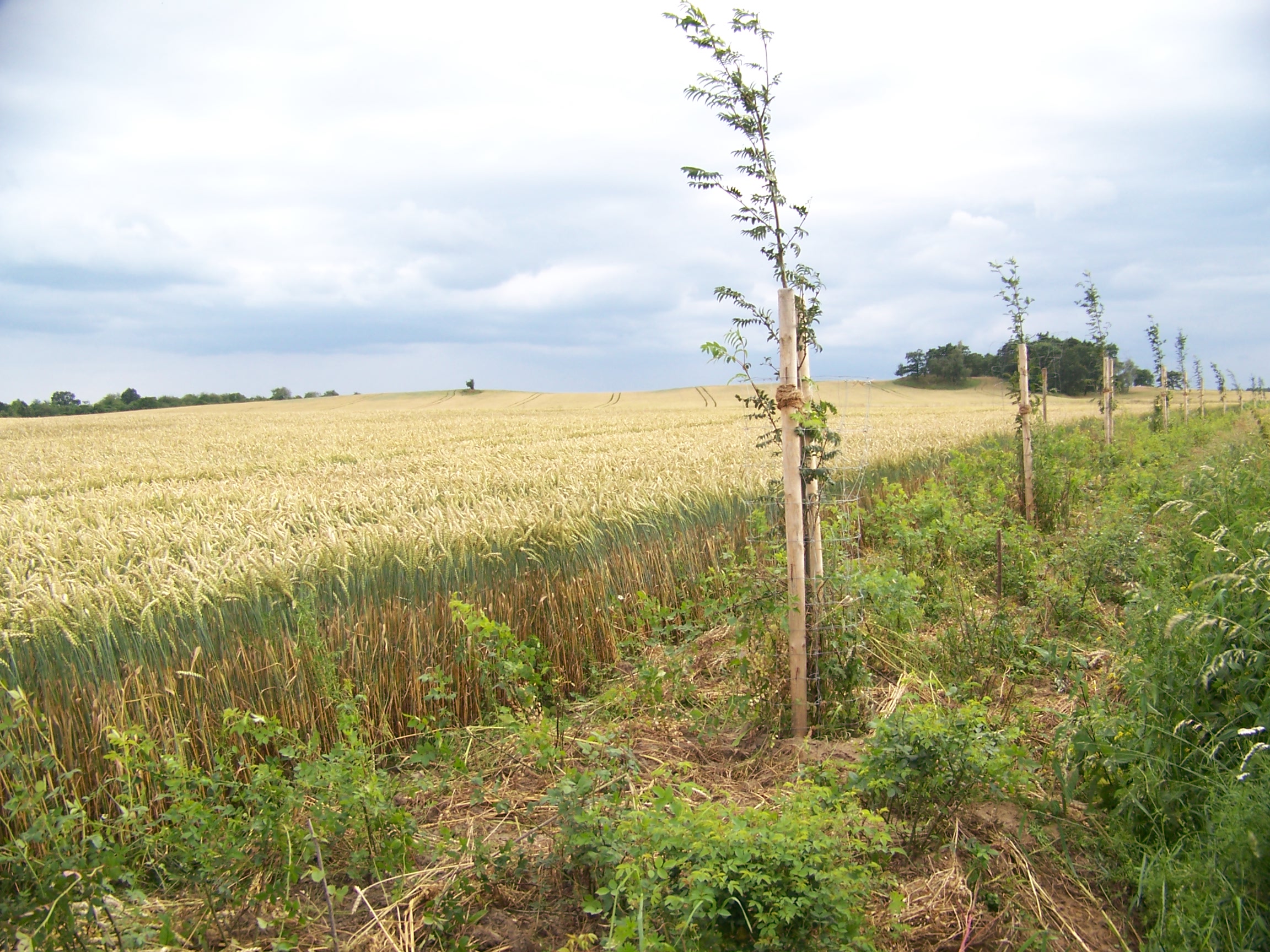 Tree row_photo by Holger Oertel