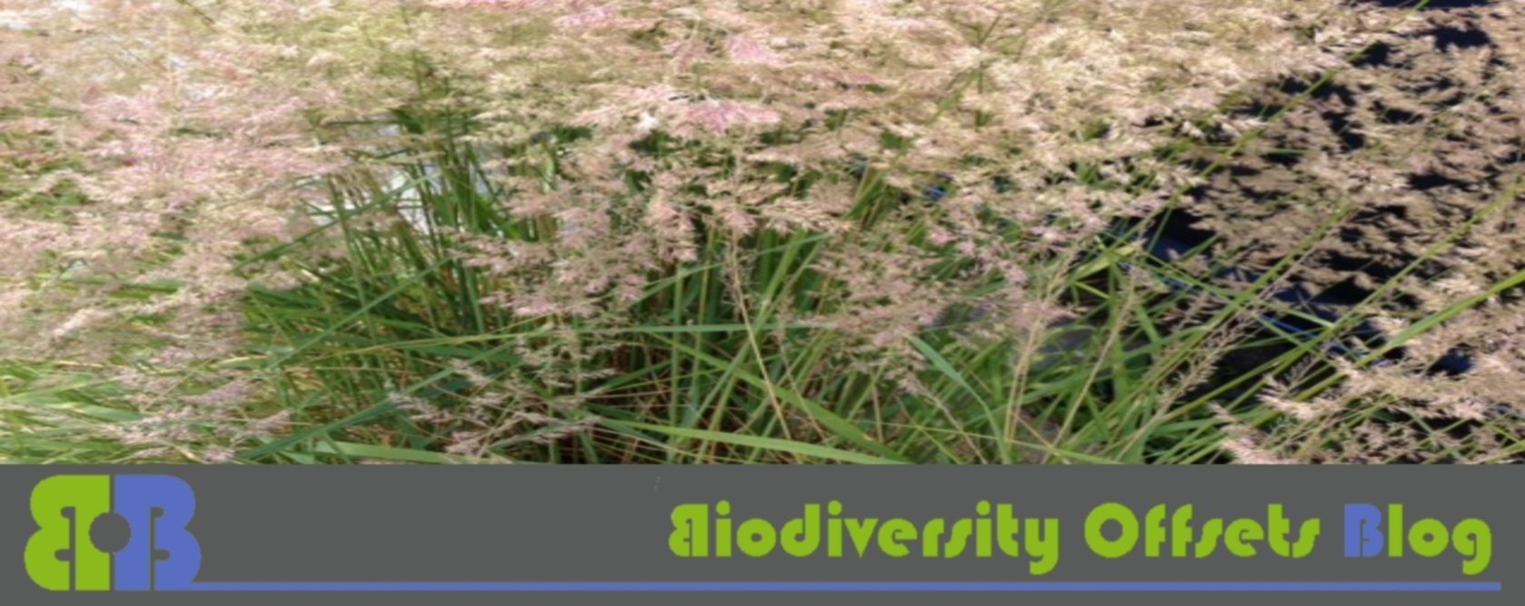Biodiversity Offsets Blog Logo_hellgruen_Gräser_1680