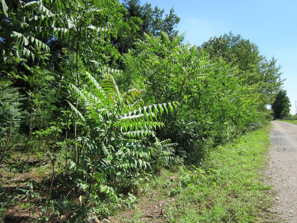 modified after: http://milliontrees.me/2011/06/22/fortress-conservation-the-loss-of-recreational-access